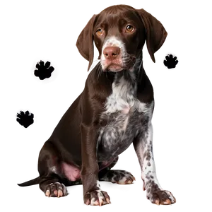German Shorthaired Pointer With Puppies PNG 06292024