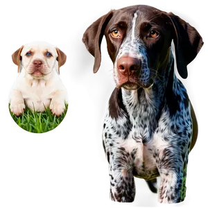 German Shorthaired Pointer With Puppies PNG 18