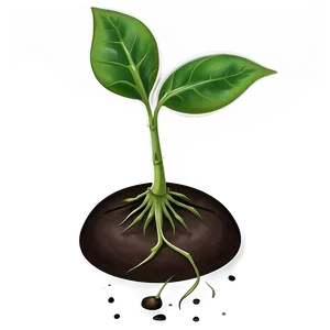 Germinating Sprout Png 15 PNG image