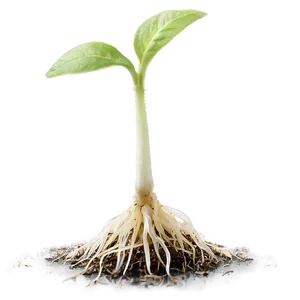 Germinating Sprout Png 65 PNG image