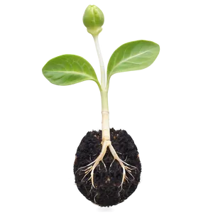 Germination Sprout Png 27 PNG image