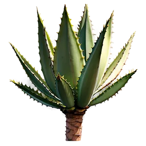 Giant Agave Plant PNG 06282024