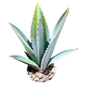 Giant Agave Plant PNG Dbh3 PNG