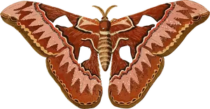 Giant Atlas Moth Illustration