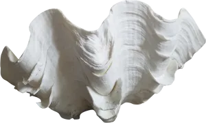 Giant Clam Shell Isolated PNG image