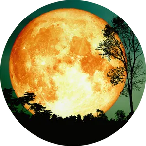 Giant Full Moonand Silhouetted Trees