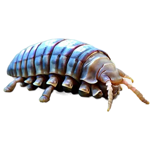 Giant Isopod Png 06292024 PNG image