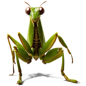 Giant Praying Mantis Png 06122024 PNG image