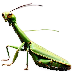 Giant Praying Mantis PNG 06122024