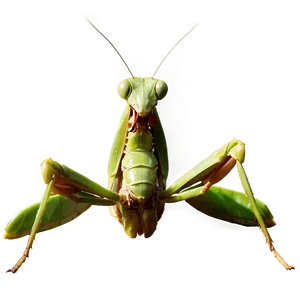 Giant Praying Mantis PNG 1 PNG