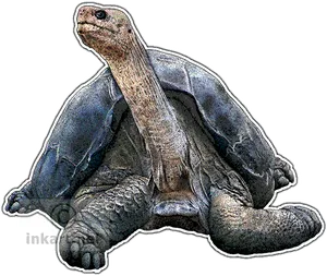Giant Tortoise Portrait PNG image