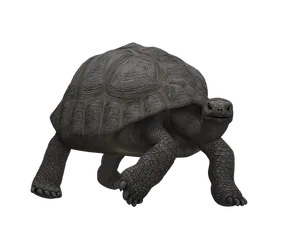 Giant Tortoisein Darkness