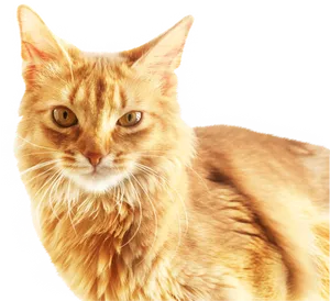 Ginger Cat Portrait