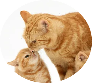Ginger Catand Kitten Affection PNG