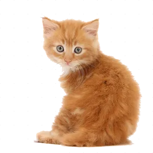 Ginger Kitten Looking Back PNG