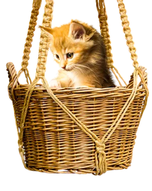 Ginger Kittenin Basket