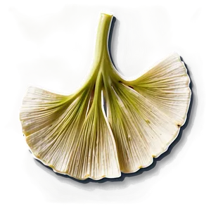 Ginkgo Biloba Tea Leaf PNG 06262024 PNG