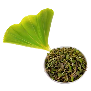 Ginkgo Biloba Tea Leaf PNG Khi PNG