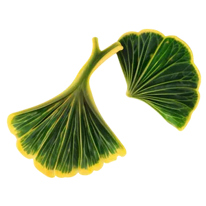 Ginkgo Biloba Tea Leaf PNG Mkn PNG