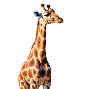 Giraffe At Golden Hour PNG Ruk16
