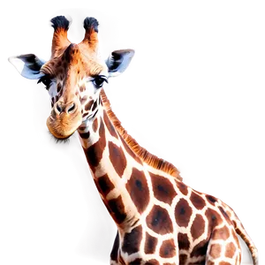 Giraffe At Golden Hour PNG Xea84 PNG