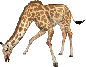 Giraffe Bending Down PNG image