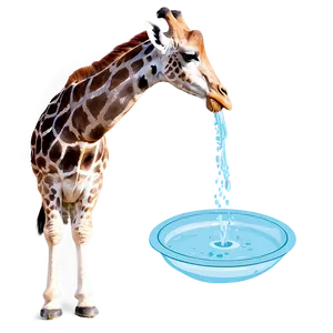 Giraffe Drinking Water PNG Pan51