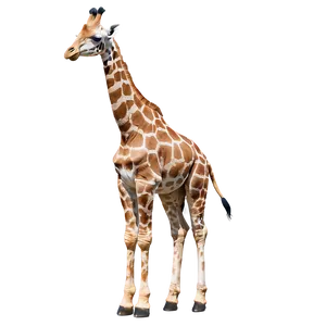 Giraffe Duo In Nature PNG Bxv55