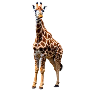 Giraffe Eating Leaves PNG 15