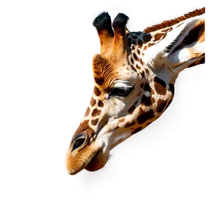 Giraffe Encounter Safari PNG Ibr74 PNG