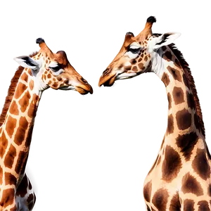 Giraffe Friendship Moment PNG 05062024