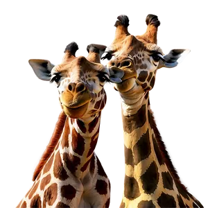 Giraffe Friendship Moment PNG 92
