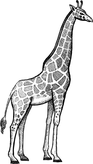 Giraffe Head Illustration Black Background