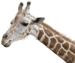 Giraffe Headand Neck Profile PNG image