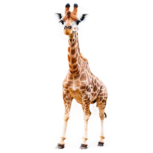 Giraffe In Savannah PNG 5