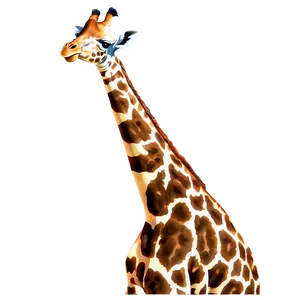 Giraffe In Wild Grass PNG Miy7