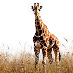 Giraffe In Wild Grass PNG Xbk33