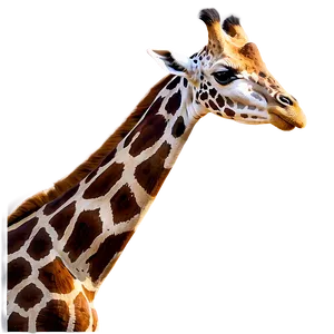 Giraffe Mother And Baby PNG 05062024