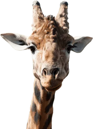 Giraffe Portrait Against Black Background PNG image
