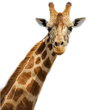 Giraffe Portrait Close Up.png PNG image