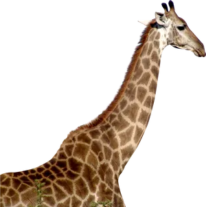 Giraffe Profile Portrait PNG image