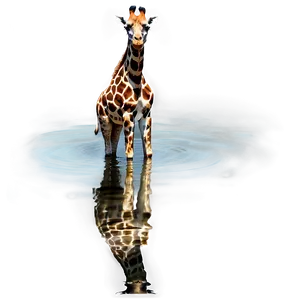 Giraffe Reflecting In Water PNG 05062024