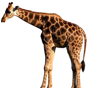 Giraffe Silhouette At Dusk PNG 13 PNG