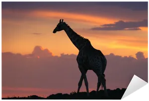 Giraffe Silhouetteat Sunset