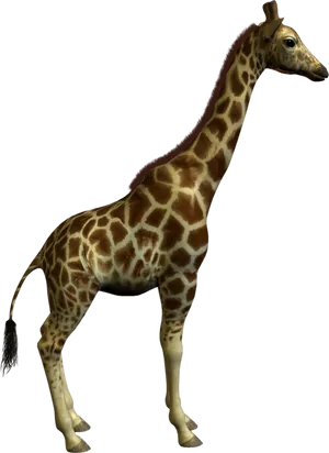 Giraffe Standing Profile PNG image