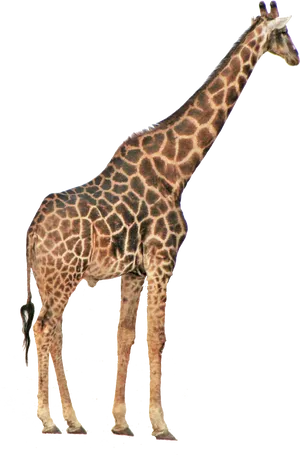 Giraffe Standing Tall Isolated Background.jpg