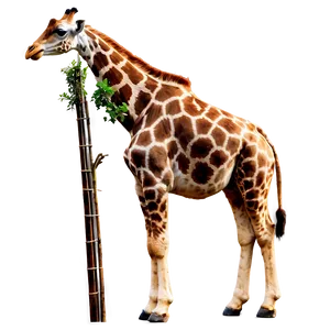 Giraffe Standing Tall PNG 05062024