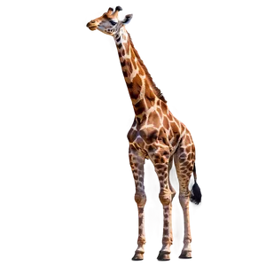 Giraffe Standing Tall PNG 05062024