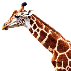 Giraffe Sunset Scene PNG Hgj56