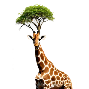 Giraffe Under Acacia Tree PNG 05062024